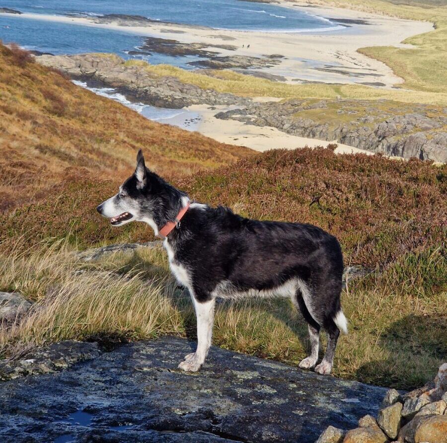 Dog above Sana Beach